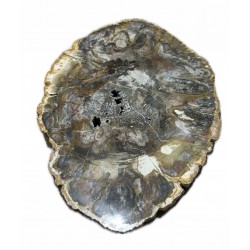 fossil wood