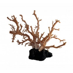 Pink coral branch
