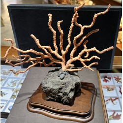 Red coral branch