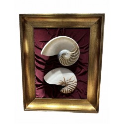 Nautilus painting