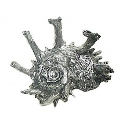 Silver plated shell