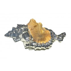 Silver plated shell