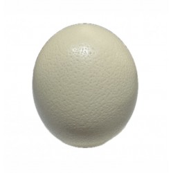ostrich egg