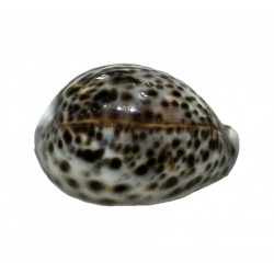 cypraea shell