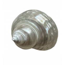 Shell