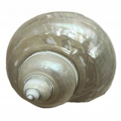 Shell