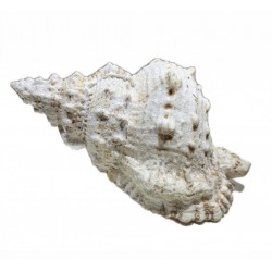 Bursa bobo shell