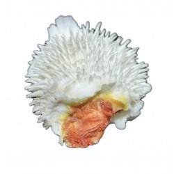 Shell