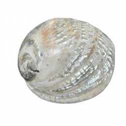 Haliotis shell