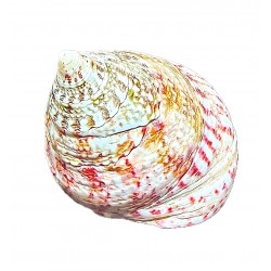 Shell