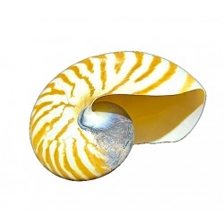 Nautilus shell