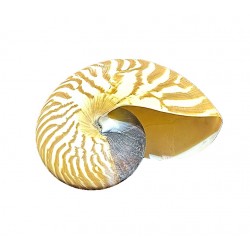 Nautilus shell