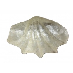 Shell in mother of pearl...