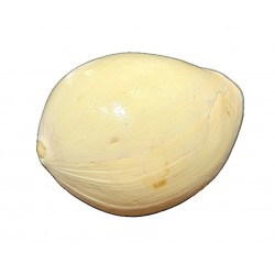 Voluta shell