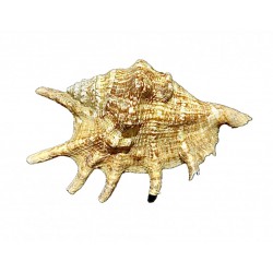 Lambis shell