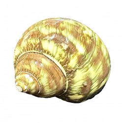 Turbo shell