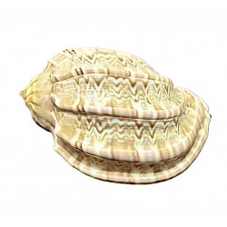 Harpa shell