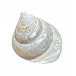 Trochus shell