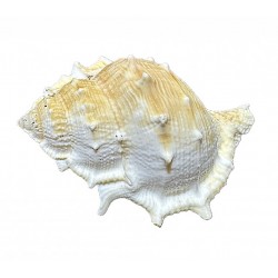 Bursa shell