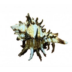 Murex shell