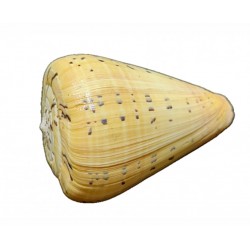 Conus shell