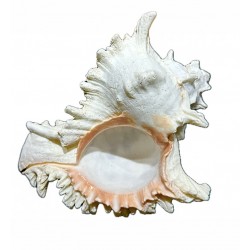 Murex shell