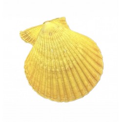 Different color pecten shell