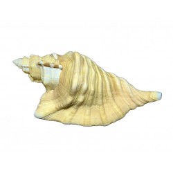 Cymatium ranzanil shell