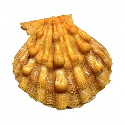 pecten nodosus Alabama shell