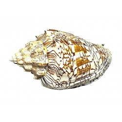 voluta ebraea shell