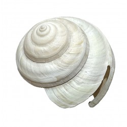 Pleurotomariidae maria...
