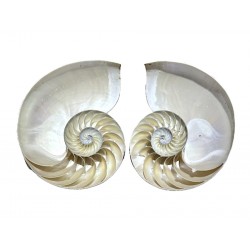 Nautilus shell cut in half