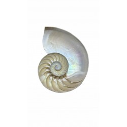 Nautilus shell cut in half