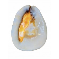 Cassis cornuta shell