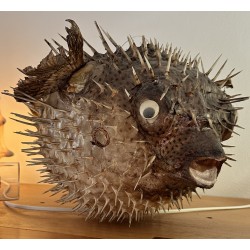 Stuffed Porcupine Fish