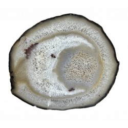 agate slice