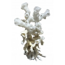 Conchiglia xenophora...
