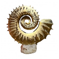 Ammonite fossil