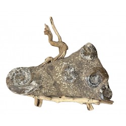 Ammonite fossile