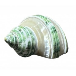 Turbo shell