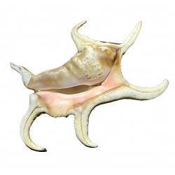 Lambis Chiragra extra shell