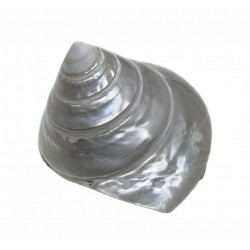 Shell