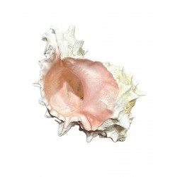 Murex Bicolor Shell