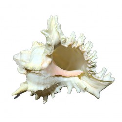 Murex shell
