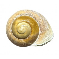 Conchiglia