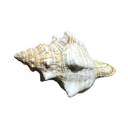 Fasciolaria Trapezium shell