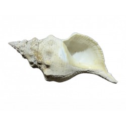 Shell