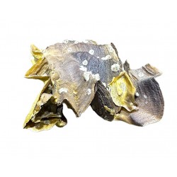 cristo galli shell