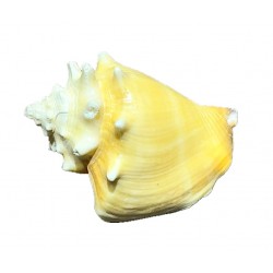 Strombus Pugilis shell