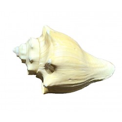Shell